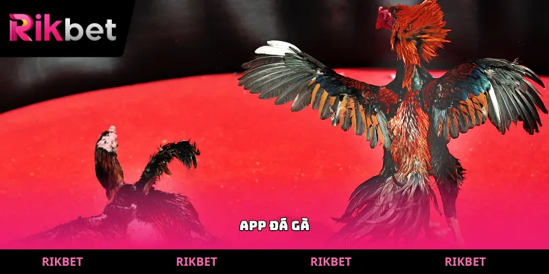 app đá gà