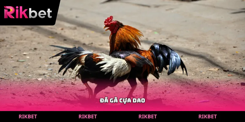 đá gà cựa dao