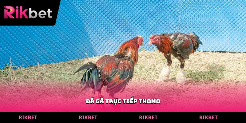 đá gà trực tiếp thomo
